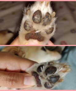 4Legger Certified Organic Nose & Paw Pad Healing Balm Unscented for Dry Chapped and Cracked Paw Pads, Elbows, Snout, Dry Skin with Hemp Oil, Vegan Wax, Calendula & Shea Butter - Made in USA - 1.9 oz 30 71aQTTK9aTL