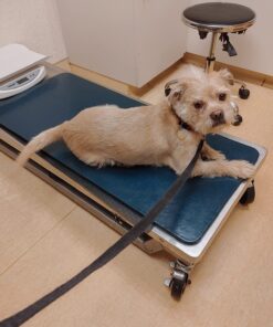 Star Mark Pro-Training Dog Collar, Large - 21" 8 71aUlY4EGtL