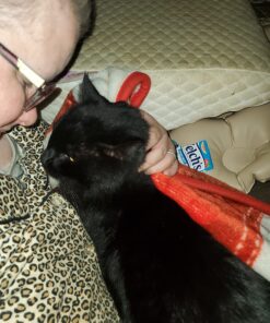 GoTags Stainless Steel Pet ID Tags, Personalized Dog Tags and Cat Tags, up to 8 Lines of Custom Text, Engraved on Both Sides, in Bone, Round, Heart, Bow Tie and More Regular (Pack of 1) 31 71aWBdaN9hL