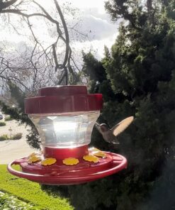 First Nature 993091-546 16 oz. Hummingbird Flower Feeder 27 71aWb6ByFuL