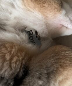 GoTags Stainless Steel Pet ID Tags, Personalized Dog Tags and Cat Tags, up to 8 Lines of Custom Text, Engraved on Both Sides, in Bone, Round, Heart, Bow Tie and More Regular (Pack of 1) 28 71aX3E rNlL