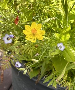 Hummingbird Nectar Wildflower Seeds Bulk Open-Pollinated Wildflower Seed Mix Packet, Non-GMO, No Fillers, Annual, Perennial Wildflower Seeds Year Round Planting - 1 oz 75 71aXNYQjtZL