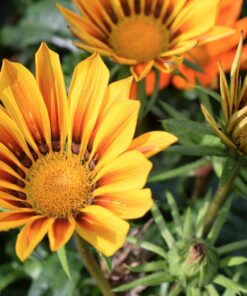 Nikon D5300 24.2 MP CMOS Digital SLR Camera with 18-55mm f/3.5-5.6G ED VR Auto Focus-S DX NIKKOR Zoom Lens (Black) 77 71aZvydjjeL