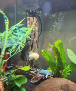 Natural Cholla Wood for Aquarium Decoration, Shrimp, Hermit Crab, Chew Toys for Small Pets (6 Inches Long(Pack of 3)) 6 Inches Long(Pack of 3) 27 71aaKeAGZOL