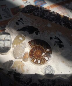 NATIONAL GEOGRAPHIC Mega Fossil Dig Kit - Excavate 15 Genuine Prehistoric Fossils, Kids Educational Toys, Great Science Kit Gift for Girls and Boys (Amazon Exclusive) 33 71acClc1EcL