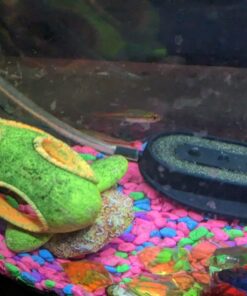 Aqueon Aquarium Algae Cleaning Magnets Glass/Acrylic, Small, Black 33 71ag5FouTbL