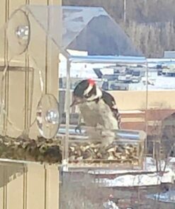 Nature Gear Window Bird Feeder - Refillable Sliding Tray - Weather Proof - Snow and Squirrel Resistant - Drains Rain Water - See Songbirds from Home! (House Style) (House Model) House 39 71aj6sbw8zL