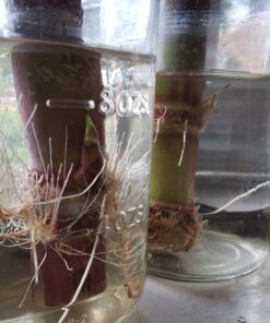 General Hydroponics RapidStart, Plant Food, 1-0.5-1, 275 mL. 32 71al7mebNrL