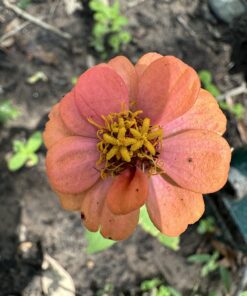 Outsidepride Zinnia Elegans Lilliput Heat & Drought Tolerant Garden Cut Flower Mix - 1000 Seeds Lilliput Mix 54 71alBlEXAqL