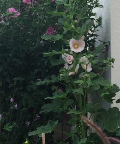 Outsidepride Indian Springs Hollyhock Garden Flower Climbing Vine Plant Mix - 1000 Seeds Indian Spring 28 71aljHHPLgL