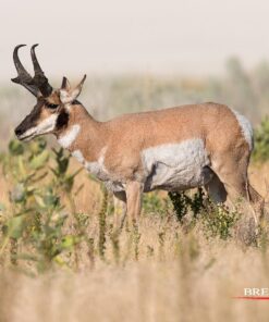 Nikon AF-S FX NIKKOR 600mm f/4E FL ED Vibration Reduction Fixed Zoom Lens with Auto Focus for Nikon DSLR Cameras 22 71anQCiTqRL