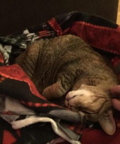 K&H Pet Products Self-Warming Crate Pad, Warming Dog Crate Bed, Machine Washable Dog Crate Mat, Mocha X-Small 14 x 22 Inches 22.0"L x 14.0"W x 1.0"Th 43 71aormEFInL