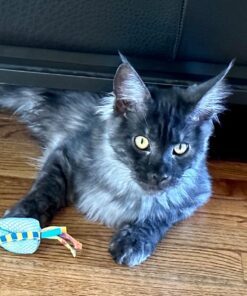 Petstages Dental Health Chews Pair Dental Chew 28 71aotR5GIkL