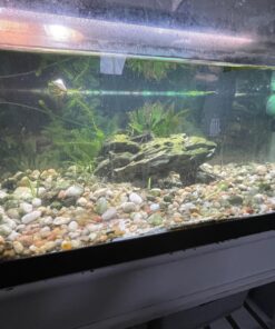 Seachem Indoor Purigen Organic Filtration Resin - Fresh and Saltwater 100 ml 28 71apb4cUpiL