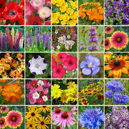 Eden Brothers Southeast Wildflower Mixed Seeds for Planting, 1 lb, 480,000+ Seeds with Cornflower, Blanket Flower | Attracts Pollinators, Plant in Spring or Fall, Zones 3, 4, 5, 6, 7, 8, 9, 10 1 Pound