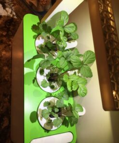 Click and Grow SGR24x3 Smart Garden Wild Strawberry Plant Pods, 3-Pack 30 71atkleCBqL