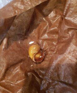 Golden Mystery Snail - 1/2"-2" - Algae Eater for Aquariums 51 71atmSAbciL