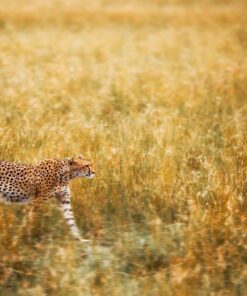 Sigma 150-600mm 5-6.3 Sports DG OS HSM Lens for Canon Canon SLR Mount US Version 126 71awGm8JRLL