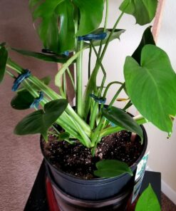 Sago Brothers 40 PCS Plant Clips Garden Clips for Tomato Cage, Tomatoes Clips Plant Support Clips for Bamboo Stakes, Climbing Plants, Vines, Gentle Plant & Flower Trellis Clips for Plant Stalks, Stems SL-40p-(20S+20L) 48 71azSgJf FL