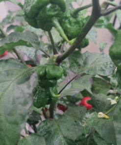 Moruga Scorpion Pepper - Grow Your Own Hottest Pepper in the World! - 2,000,000SHU 3oz/85gr 23 71b 2h4DkFL 1