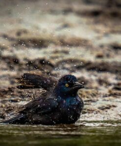 Sigma 150-600mm 5-6.3 Sports DG OS HSM Lens for Canon Canon SLR Mount US Version 102 71b Sw2HcdL