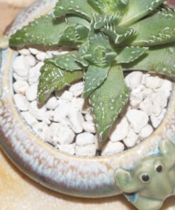 GloFish aquarium Gravel 5 Pounds, White, Complements GloFish Tanks (29022) White Frost 59 71b2dUiPFqL