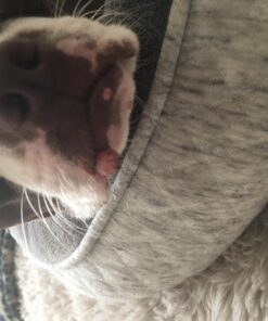 Healing Solutions 10ml Oils - Thuja Essential Oil - 0.33 Fluid Ounces 0.33 Fl Oz (Pack of 1) 31 71b3uAlpQ0L