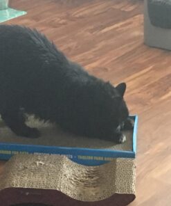 Catit Cat Scratcher, Wide Cat Board 36 71b41ITEeJL