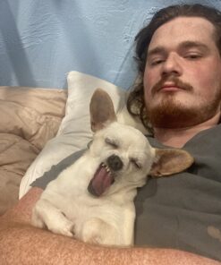 K9 Advantix II Small Dog Vet-Recommended Flea, Tick & Mosquito Treatment & Prevention | Dogs 4-10 lbs. | 6-Mo Supply 6 Pack Small Dog only 25 71b5JlzYpzL