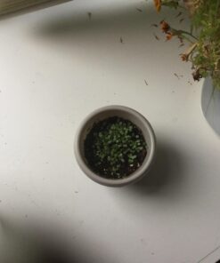 Outsidepride Perennial Rudbeckia Hirta Black-Eyed Susan Wild Flowers - 5000 Seeds 22 71b5MziDVdL