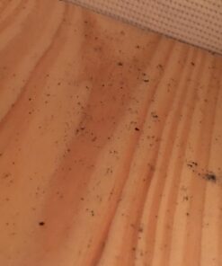 EcoRaider Bed Bug Killer Spray 1 Gallon Jug, Green + Non-Toxic, 100% Kill + Extended Protection 35 71b8MZXIkL