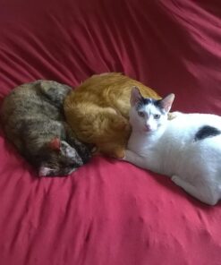 Litter Genie Refill (2 Pack) 37 71b9fgK1GCL