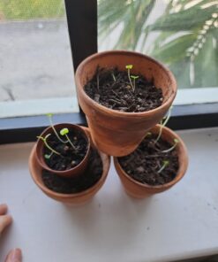 Seed Needs, Italian Herb Seed Packet Collection (5 Individual Seed Varieties for Planting) Non-GMO & Untreated - Oregano, Basil, Rosemary, Sage and Parsley 5 Pack 19 71bAdppre7L