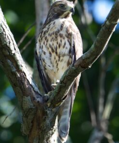 Nikon AF-S FX NIKKOR 80-400mm f.4.5-5.6G ED Vibration Reduction Zoom Lens with Auto Focus for Nikon DSLR Cameras Lens Only 38 71bD9DF5naL