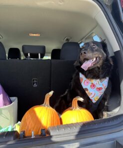 Dog Bark Collar, DINJOO Bark Collar for Large Medium Small Dogs,Smart Bark Collar,Rechargeable Anti Barking Training Collar with 8 Adjustable Sensitivity,Bark Shock Collar with Beep (Black) Black 38 71bGynBVQdL