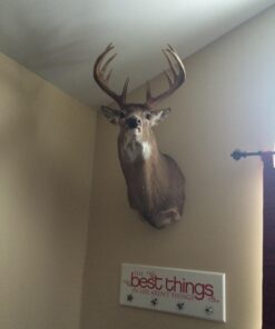 OOK 50918 Professional Picture Hangers, Reusable Art Hooks, Padded, Brass, 5lbs - 100lbs (Hangs 12 Pictures) 1 1 Pack 3 71bJ0goFRkL