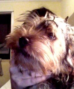 Petmate Compass Fashion Kennel Cat and Dog Kennel, 10-20 lb., Pearl White/Black, Made in USA 20.0"L x 12.5"W x 13.5"H 47 71bJFfsUrLL