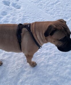 rabbitgoo Dog Harness, No-Pull Pet Harness with 2 Leash Clips, Adjustable Soft Padded Dog Vest, Reflective No-Choke Pet Oxford Vest with Easy Control Handle for Large Dogs, Black, XL X-Large 46 71bJHTMDb0L