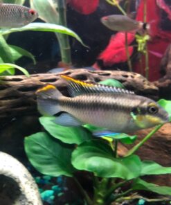 Anubias Barteri Coin Leaves Live Aquarium Plants Freshwater Rhizome 3 Days Live Guaranteed by Mainam 39 71bJS4wzZzL