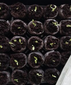 Outsidepride Gerbera Daisy Indoor House Plant or Flower Mix for Outdoor Containers, Pots, Planters, Beds - 100 Seeds 22 71bKd1wzSaL