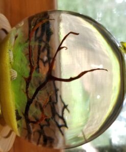 Shrimp Bubble Glass Self-Sustaining Ecosystem Amber 36 71bKkgs52BL