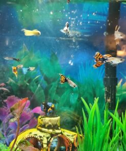 WorldwideTropicals Live Freshwater Aquarium Fish - 5-Pack of Mixed Color Male Guppies - by Live Tropical Fish - Great For Aquariums - Populate Your Fish Tank! 33 71bKlxp8nlL