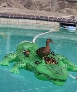 Intex Giant Gator Ride-On, 80" X 45", for Ages 3+ 29 71bLPQLIuJL