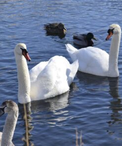 Nikon D5300 24.2 MP CMOS Digital SLR Camera with 18-55mm f/3.5-5.6G ED VR Auto Focus-S DX NIKKOR Zoom Lens (Black) 63 71bMx8lQC5L