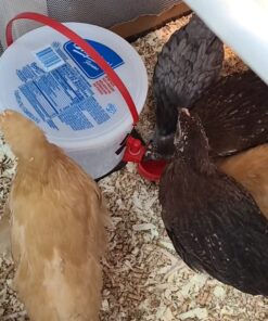 RentACoop DIY Waterer Kit - Auto-Fill Cups with Inserts - Great for Chickens, Ducks, Geese, Turkeys, Peafowl, and Quail - 2 Pack + 1 Bonus Cup Included pack of 2 47 71bN5TCkS L