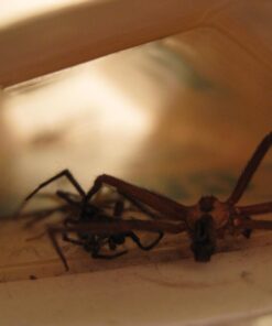 Catchmaster Mouse & Insect Super Glue Traps 30PK, Mouse Traps Indoor for Home, Extra Strength Sticky Pest Control Adhesive Tray for Catching Bugs, Rats & Rodents, Non Toxic Bulk Pre-Baited Glue Boards 60 71bNPJV86XL