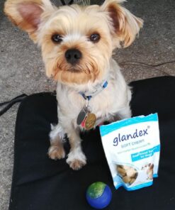 Glandex Anal Gland Soft Chew Treats with Pumpkin for Dogs Digestive Enzymes, Probiotics Fiber Supplement for Dogs Boot The Scoot (Peanut Butter Chews, 30ct) Peanut Butter Chews 29 71bOateJfkL