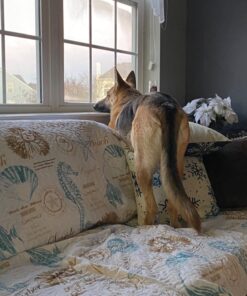 PetSafe Indoor Ultrasonic Dog Bark Control - No Collar Needed - Up to 25 ft Range - Anti-Bark Pet Training System - Automatic with Manual Trainer Button One Size 31 71bRmrdL9bL