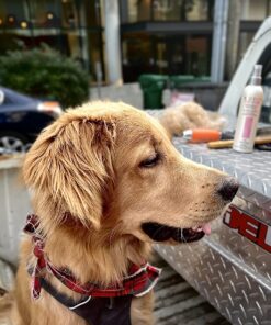 GoPets Dematting Comb with 2 Sided Professional Grooming Rake for Cats & Dogs 30 71bSAoRQ20L