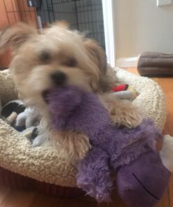 KONG - Cozie™ Rosie Rhino - Indoor Cuddle Squeaky Plush Dog Toy - For Medium Dogs 30 71bUel3mHnL